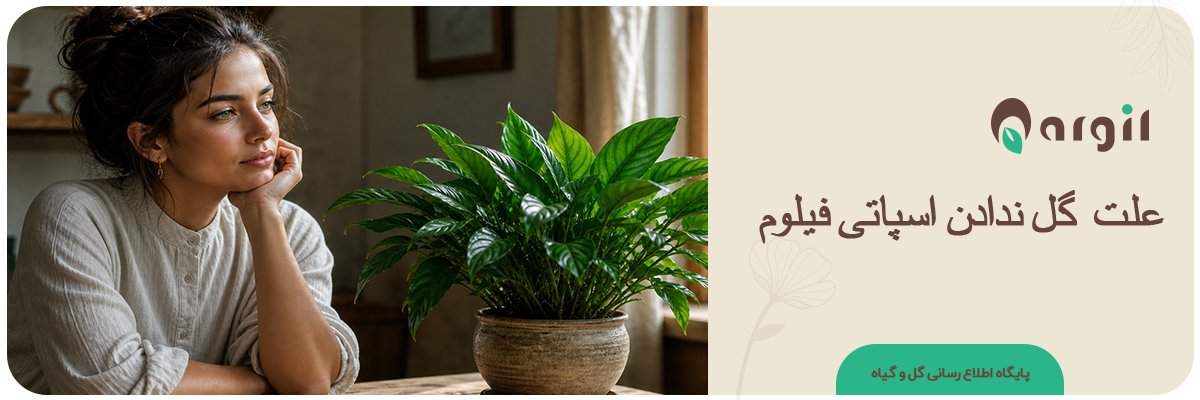 علت گل ندادن اسپاتی فیلوم | راه‌حل‌تضمین...